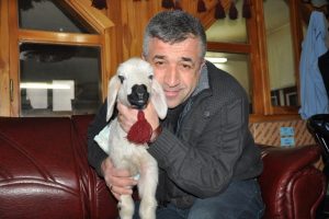 Altına bez bağladığı kuzuyu biberonla besliyor