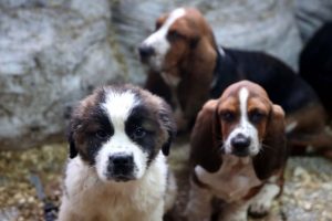 Gümrükte yakalanan yavru köpekler açık artırmayla satıldı