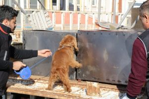 Deterjanlı önlem narkotik köpeğinden kaçmadı