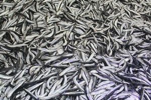 Rize'de 40 ton küçük boy hamsiye el konuldu