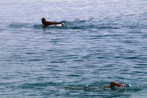 Antalya'da deniz keyfi sürüyor