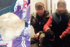 Magandalar Paşa isimli köpeği bıçakladı