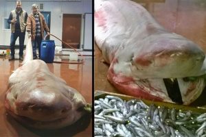 Balıkçıların ağına takıldı: Tam 4 metre