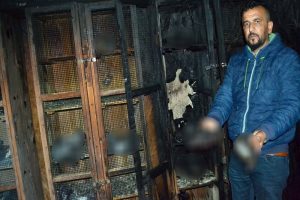 70 güvercini yakarak telef ettiler