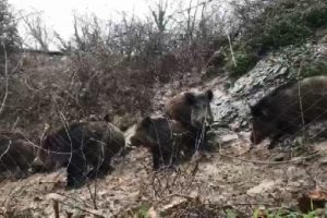 İstanbul'da domuz sürüsü