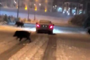 Üniversite domuz sürülerinin uğrak yeri oldu