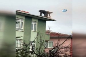 Çatıda kazaya davetiye!