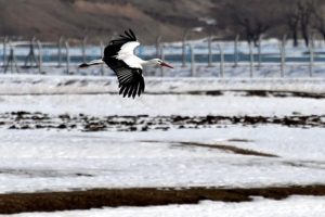 'Baharın habercisi' leylek erken geldi