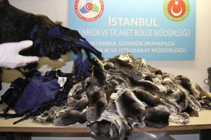 Atatürk Havaalanı'nda kaçak kürk operasyonu