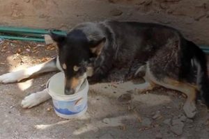 12 yıl sahibinin mezarında beklemişti, öldü