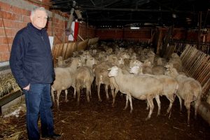 Bursa'da '300 koyun' için başvuruları başladı!