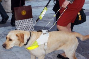 Çin'de rehber köpeklere uçuş izni