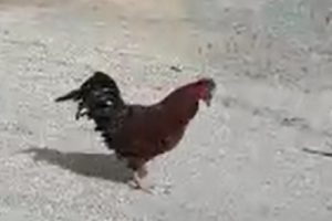 Bıçağı gören horoz 'anne' deyince kurtuldu