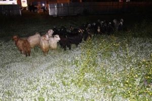 Çoban uyuyakalınca sürü şehre indi