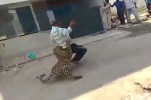 Leopar dehşeti! Ele geçirmek isterken...