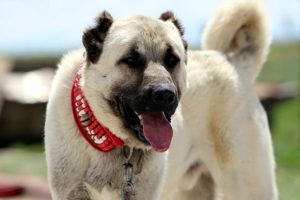 Köpek dövüşü yaptıran caniler suç üstü yakalandı