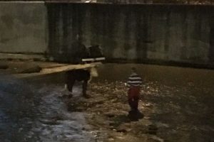 Dereden düve kurtarma operasyonu
