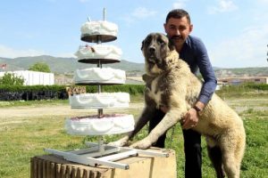 Köpeğinin doğum günü için özel pasta hazırlattı!