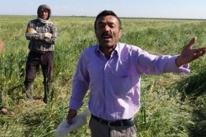Nusaybin'de gelen domuz sürüleri, ekili alanlara zarar verdi