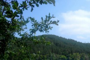 İşte dünyanın en yeşil şehirleri