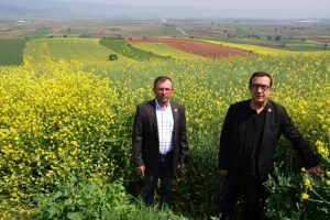 Bursa'da kanola üretimi 4 bin 200 dönüme çıktı
