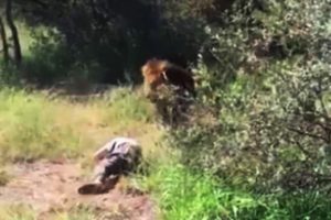 Aslan adamı kaptı kaçtı!
