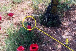 Afrin'de tuzaklanmış patlayıcı imhası sürüyor