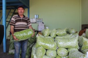Rekolte ve fiyatlarda düşüş yaşandı