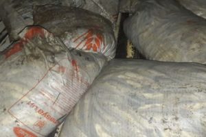 Kaçak avlanan 4,8 ton inci kefali balığı ele geçirildi