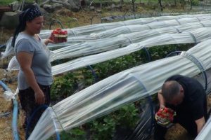 5 fideyle başladı, 8 ton hasada ulaştı