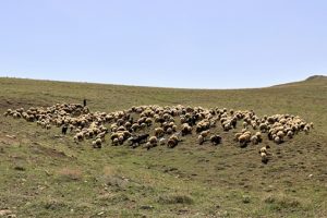 Güvenlik sorunu çözüldü, hayvanlarını çıkarmaya başladılar