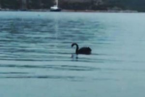 'Bodrum'u ayağa kaldıran kuğu yakalandı' iddiası!