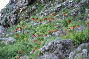 Ters lale festivali ilgi gördü