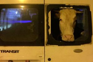 Polisi şaşkına çeviren hırsızlık!
