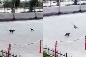 Bu da 'Oğlum bak git'in kedi-karga versiyonu