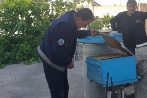 Arıları çıplak elle böyle topladı!