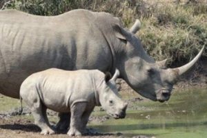 Kenya'da kaçak avcılar 3 gergedanı öldürdü