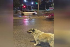 Sokak köpeğinden duyarlı davranış