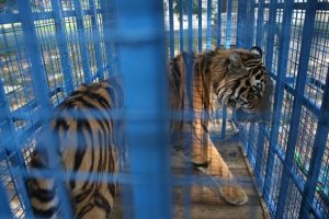 Pakistan'da hayvanat bahçesine soruşturma