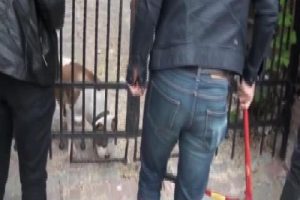 Villa baskınında polise pitbull engeli