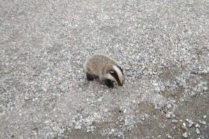 Nesli tükenmekte olan porsuk bulundu