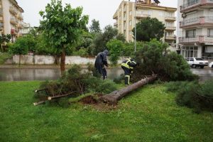 Aydın'da fırtına ağaç devirdi