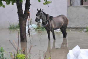 Ağaca bağlı at selde kaldı