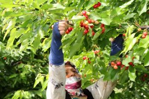 Fiyatı 150 liradan 5 liraya kadar düştü