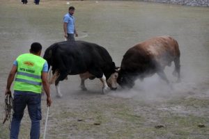 Festivalde boğaların kaçışı korkuttu!