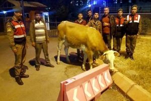 Hayvan hırsızları yakalandı