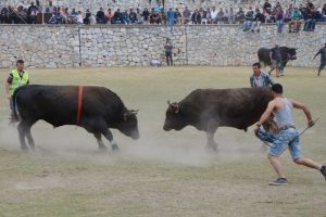 Boğalar Milas Arena'da güreşti