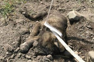 Yavru köpekleri telle boğup, başlarını taşla ezdiler