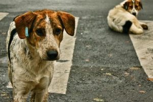 Köpek faciasında 6 çocuk öldü!