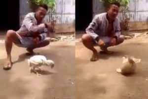İşte dünyanın en yetenekli tavuğu
